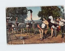 Postcard Gathering the Plumes, Cawston Ostrich Farm, South Pasadena, California picture