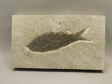 Fossil Fish Knightia Eocaena Large 7.5 inch Fossil Lake Green River Wyoming #O1 picture