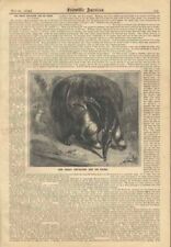1882 Great Anteater Myrmecophaga Tridactyla Engraving Illustration Old Article picture