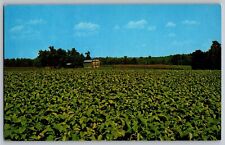 North Carolina NC - Tobacco Field - Curing Barn in Background - Vintage Postcard picture