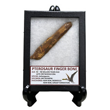 Pterosaur Finger Bone picture