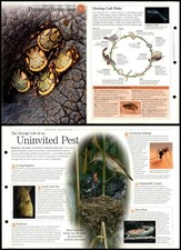 Parasitic Behaviour #60 Characteristics - Discovering Wildlife Fact File Card picture