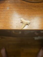 Hamerhead shark tooth picture