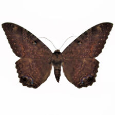 Ascalapha odorata ONE REAL BLACK WITCH MOTH UNMOUNTED WINGS CLOSED TEXAS USA picture