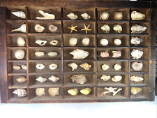 Vintage Shell Display Case Marine Biology Life Ocean Art Coral picture