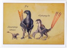 2019 Dinosaur Extinct animal bird Scansoriopteryx Paleontology Fossil postcard 1 picture