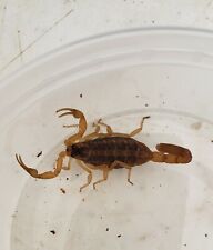 FEEDER Adult Striped Bark Scorpion Classroom Specimen, Science, Wild Caught picture