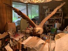 Ray Thomas Fullsize Taxidermy Reproduction Bald Eagle using Chicken/Geese/Turkey picture