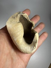 3” Fossil whale inner ear bone tympanic bulla Miocene  picture