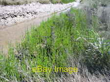 Photo 6x4 Marsh samphire Flint/Y Fflint Salicornia europaea It emerges f c2006 picture