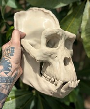 Gorilla Skull 3d Printed  picture