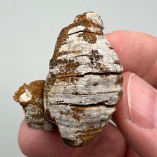 Parasite from Mt. Malosa, Malawi - Ex. Uli Bahmann - Fine Mineral Specimen picture