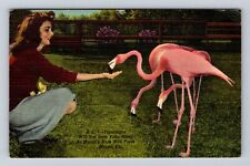 Miami FL-Florida, Miami's Rare Bird Farm, Flamingos, Vintage c1950 Postcard picture