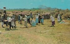 Philippines, Unused, 1961 Postcrd, Threshing 'Palay', Rice During Harvest Season picture