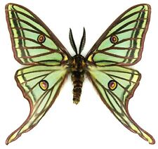 Insect Butterfly Saturniidae Spanish Moon Moth Graellsia isabellae-Gorgeous  picture