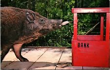 Postcard Sylvester the Trained Wild Boar Pig at Weeki Wachee FL Florida picture