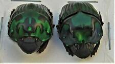 Green Dung Beetle Scarab Oxysternon conspicillatum Pair FAST FROM USA picture