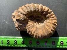 Ammonite fossil mine rough Nautiloid Cambrian Madagascar 3-5 inch FJ22 picture