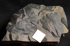 Rare Carboniferous plant fossil seed fern Paripteris linguaefolia - Meulosean  picture