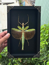 Taxidermy Giant Walking Beetle Framed Real Insect Specimen Entomology Gift picture