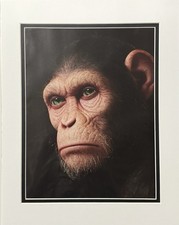 Hi-Fructose Vintage Monkey Art Magazine Ad Print 11x14 Framed Wall Art picture