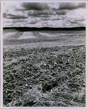 LG848 '81 Original Roy Scully Photo LAYER OF WIND DEPOSITED PALOUSE SOIL Erosion picture