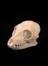 Ring Tailed Lemur Skull Replica Life Size Primate Premium Resin AUS Made picture