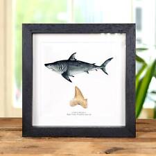 Shark Tooth Fossil & Illustration (Lamna obliqua) in Box Frame picture