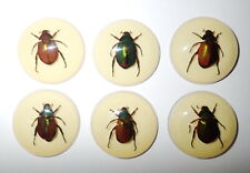 Insect Cabochon Red Leg Scarab Beetle 35 mm Round Amber White Bottom 10 pcs Lot picture