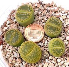 Mesembs Plant--Lithops aucampiae 'Jackson's Jade'--ONE Plant from Pot picture