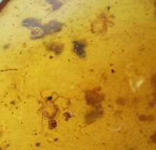 Burmese Amber w/Dino Age Prehistoric Insect Inclusions With 4x Magnifying Case picture