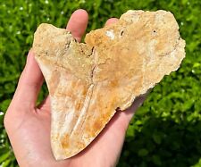 Indonesian Megalodon Sharks Tooth HUGE 4.45” Fossil Serrated Megladon Indonesia picture