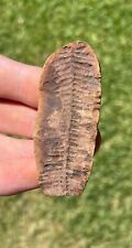 Illinois Fossil Fern Mazon Creek Fossil Plant Leaves Tree Wood picture
