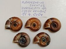 Freshwater Shells Planorbarius corneus  5 pieces snail picture