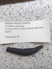 Fossil Sperm Whale Tooth Marine Mammal Cetacean South Carolina Miocene picture
