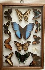 13 VTG Butterfly Taxidermy Display Case Framed Assorted Collection. picture