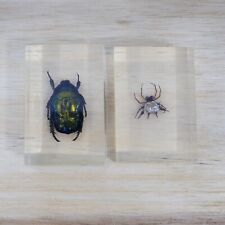 Real Colorful Scarab Beetle & Spider in Clear Lucite Science Education Specimen picture