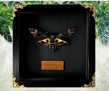 Real Acherontia atropos Death Head Moth Frame, valentine gift picture