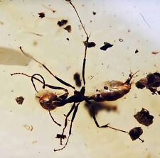 Extinct Large Ant with stinger, Fossil Inclusion in Burmese Amber picture