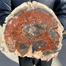 5.1lb Large Beautiful polished Arizona red petrified wood slice mineral specimen picture