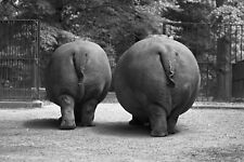 Antique Hippo Photo 49 Oddleys Strange & Bizarre picture