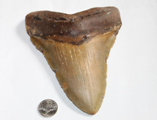MEGALODON Fossil Giant Shark Teeth Natural No Repair 6.29