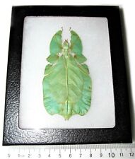 Phyllium pulchrifolium female REAL LEAF MIMIC FRAMED INSECT picture