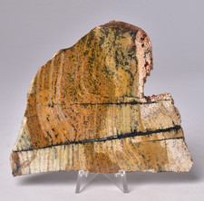 MICROBIAL MAT, STROMATOLITE STRELLEY POOL SLICE, Australia S1124 picture