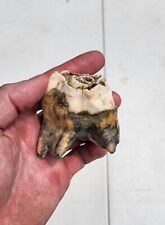 Woolly Rhinoceros Ice Age Fossil Tooth Large - WRT2 picture