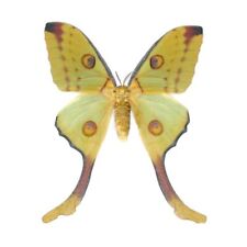 Argema mittrei green yellow comet moth female Madagascar UNMOUNTED/WINGS CLOSED picture