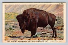 Yellowstone National Park, Buffalo, Series #21202 Vintage Souvenir Postcard picture