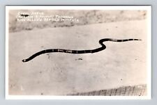 Silver Springs FL RPPC Coral Snake Poisonous Reptile Institute Vintage Postcard picture