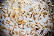 ENORMOUS swarm of Collembola (Springtail) in Burmese Amber picture