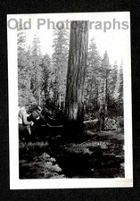 KIDS LEARNING 2 MAN CROSSCUT SAW HUGE TREE LUMBERJACK OLD/VINTAGE PHOTO- C100 picture